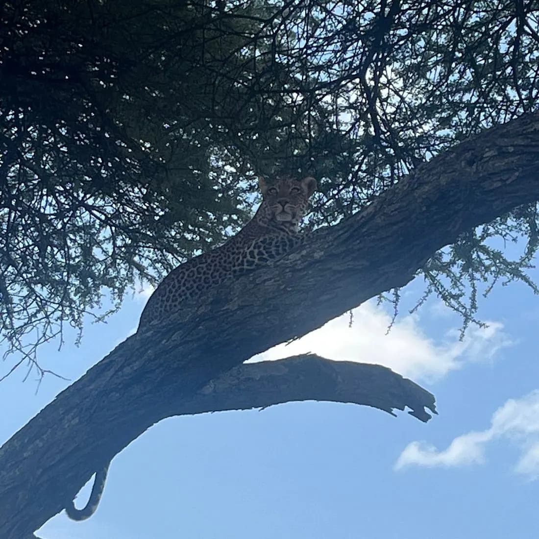 Leopard stretched along a branch