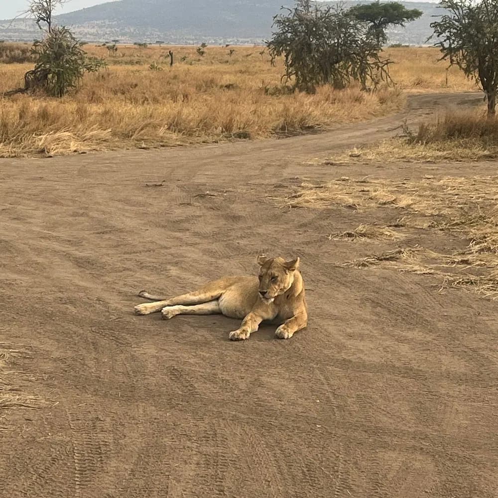 Lioness on the road