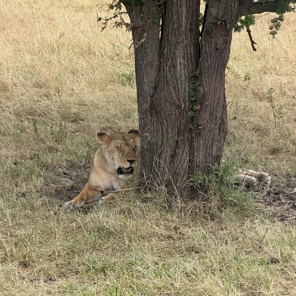 Lioness resting under a tree