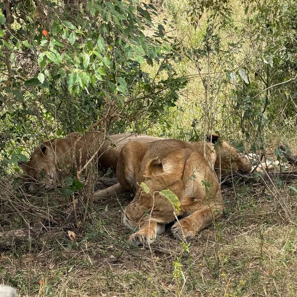 Lions asleep in the grass