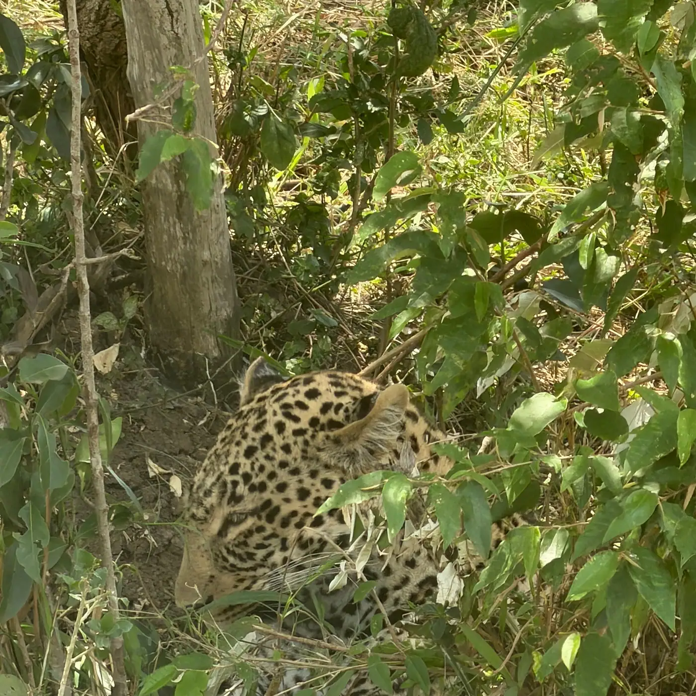Leopard in the thicket