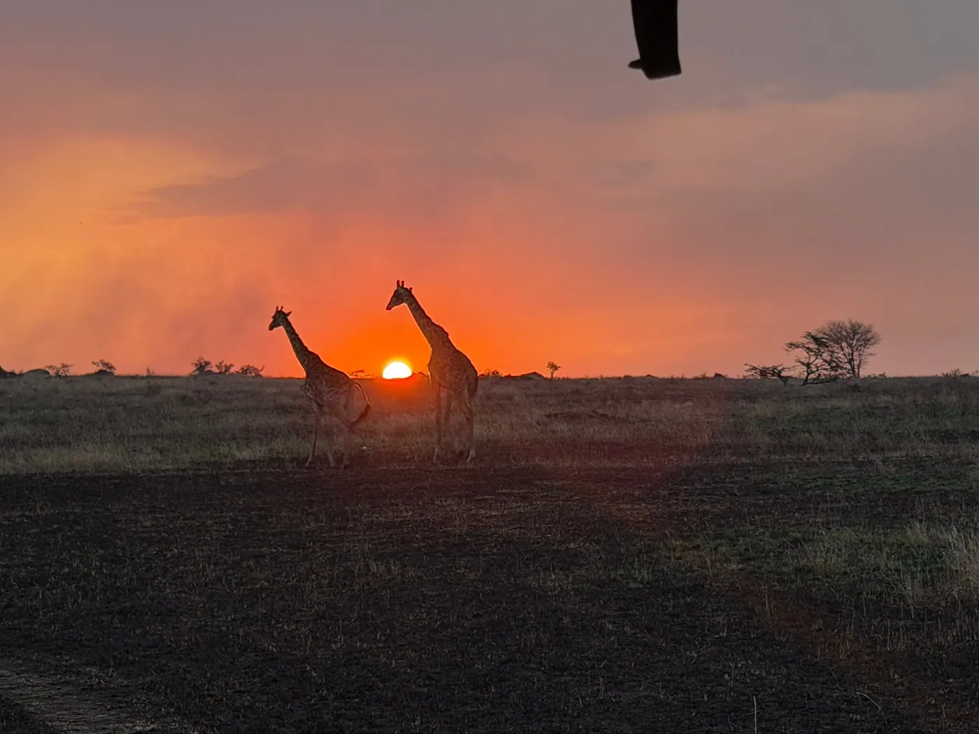 Giraffe silhouetted at sunset
