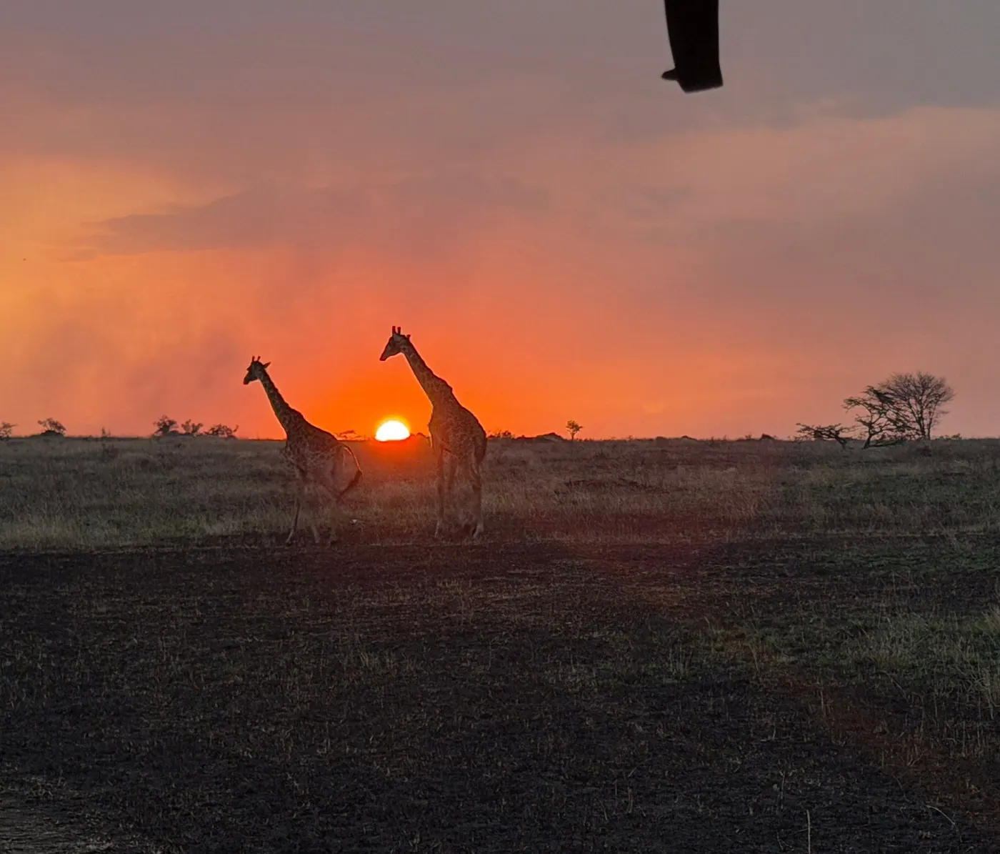 Giraffe at sundown