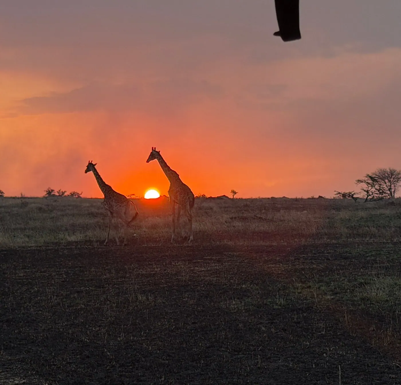 Giraffe on the skyline at dusk