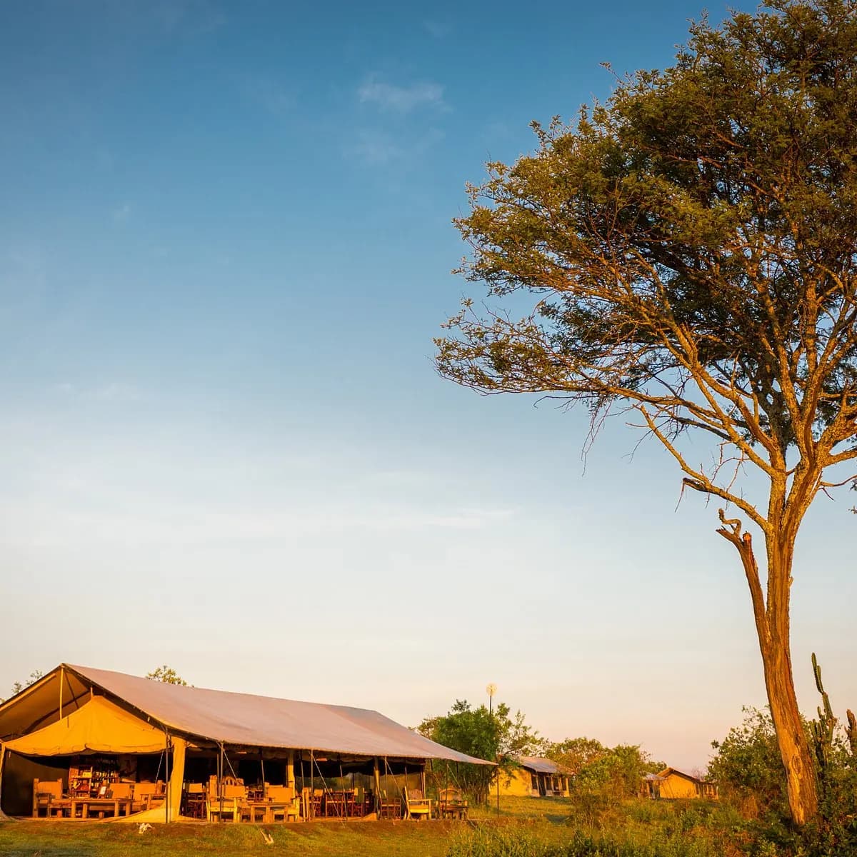 Tent exterior beneath an acacia
