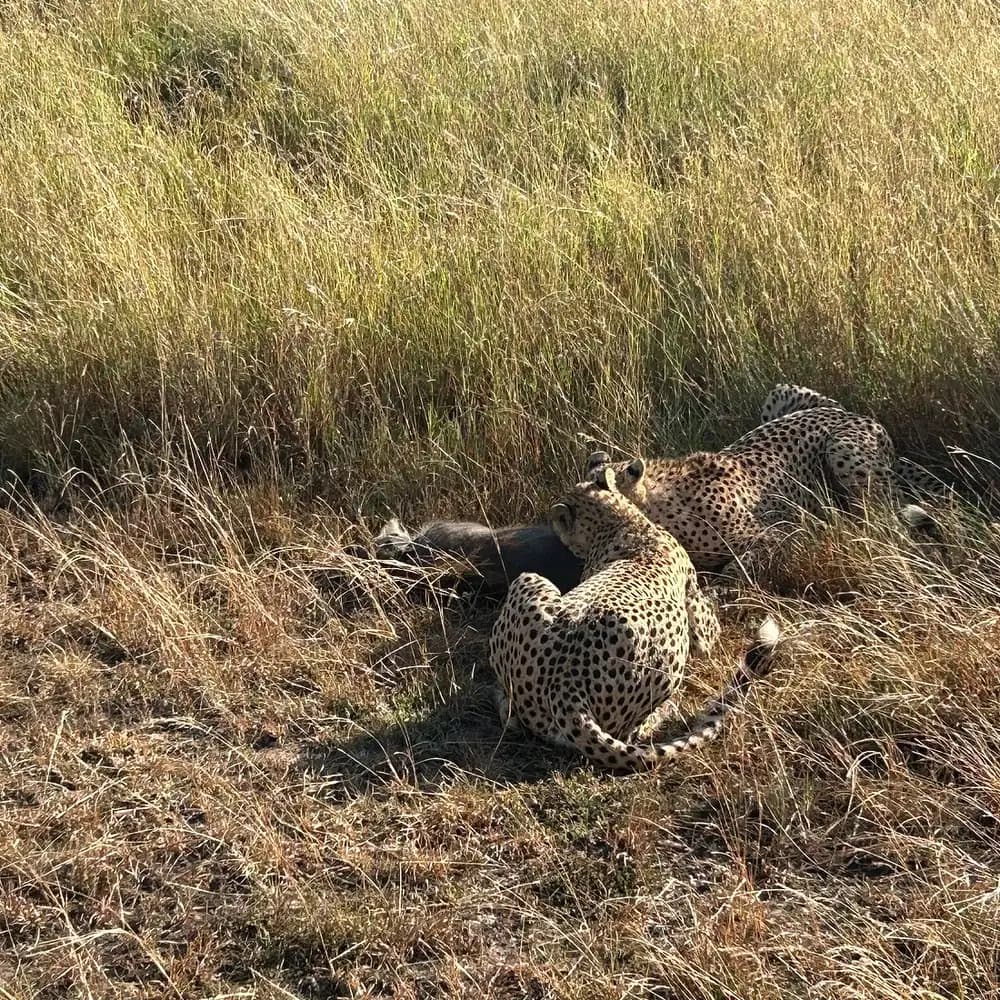 Cheetah in the long grass