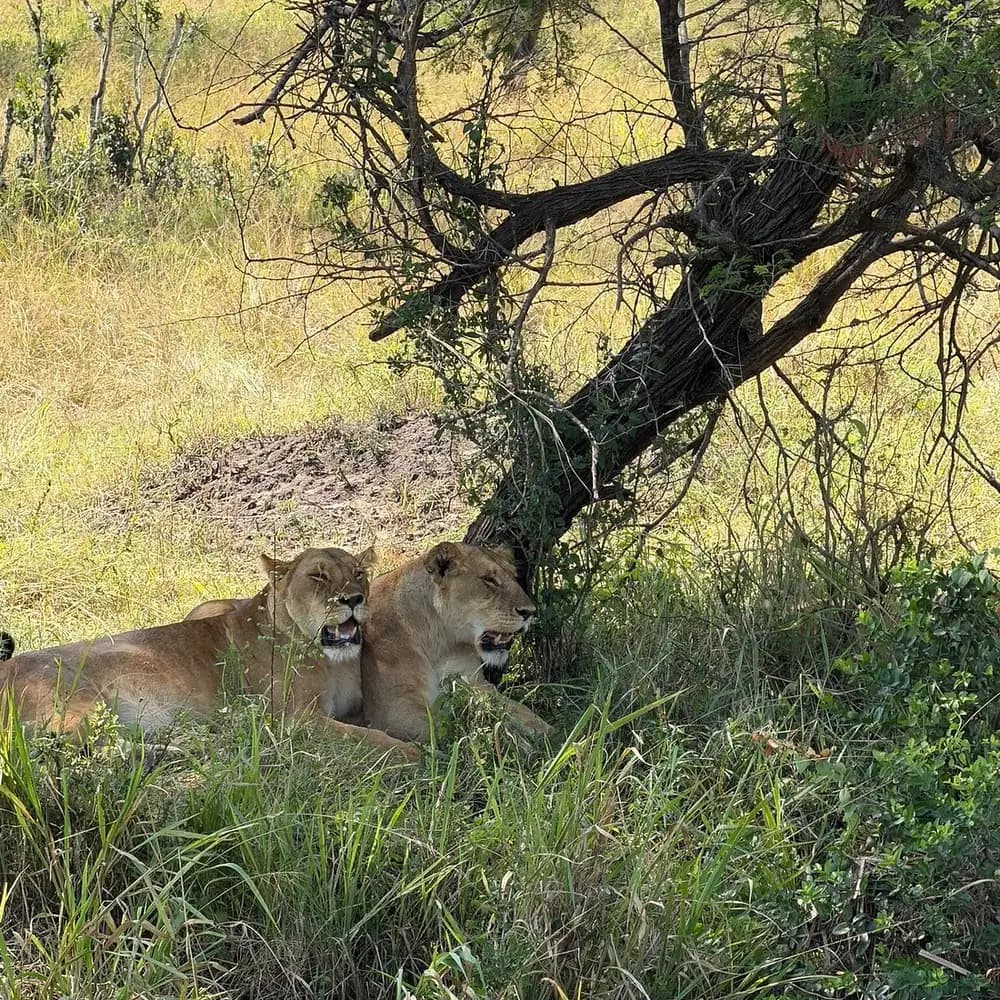 Lions in the shade