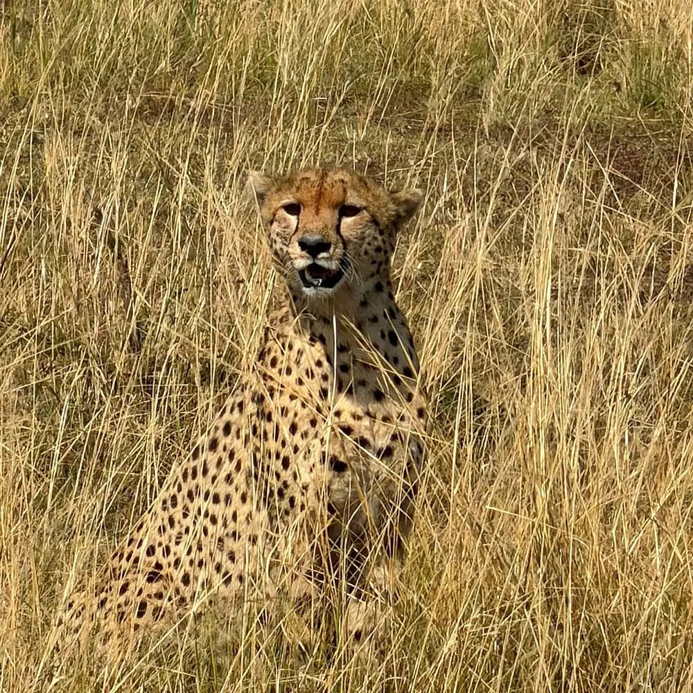 Cheetah in the grass