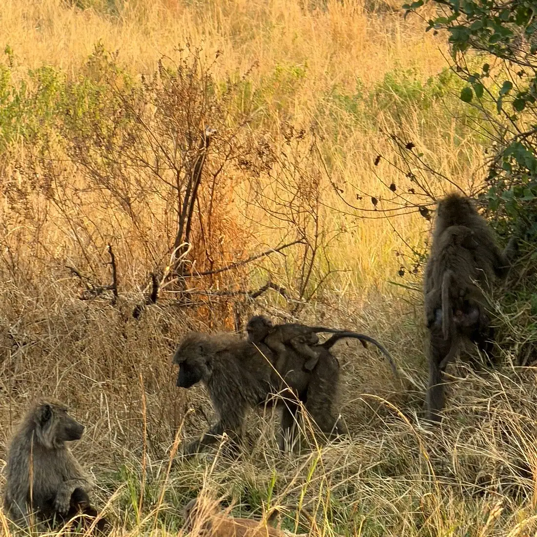 Baboons in the bush