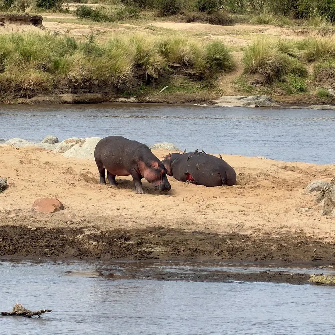 Hippos on the riverbank
