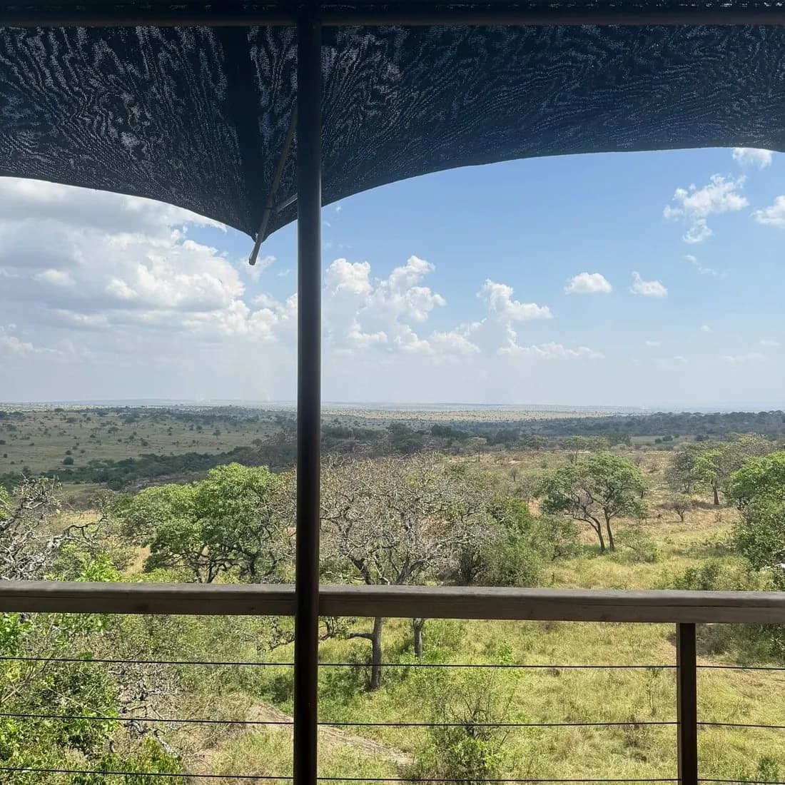 The view from under the canopy