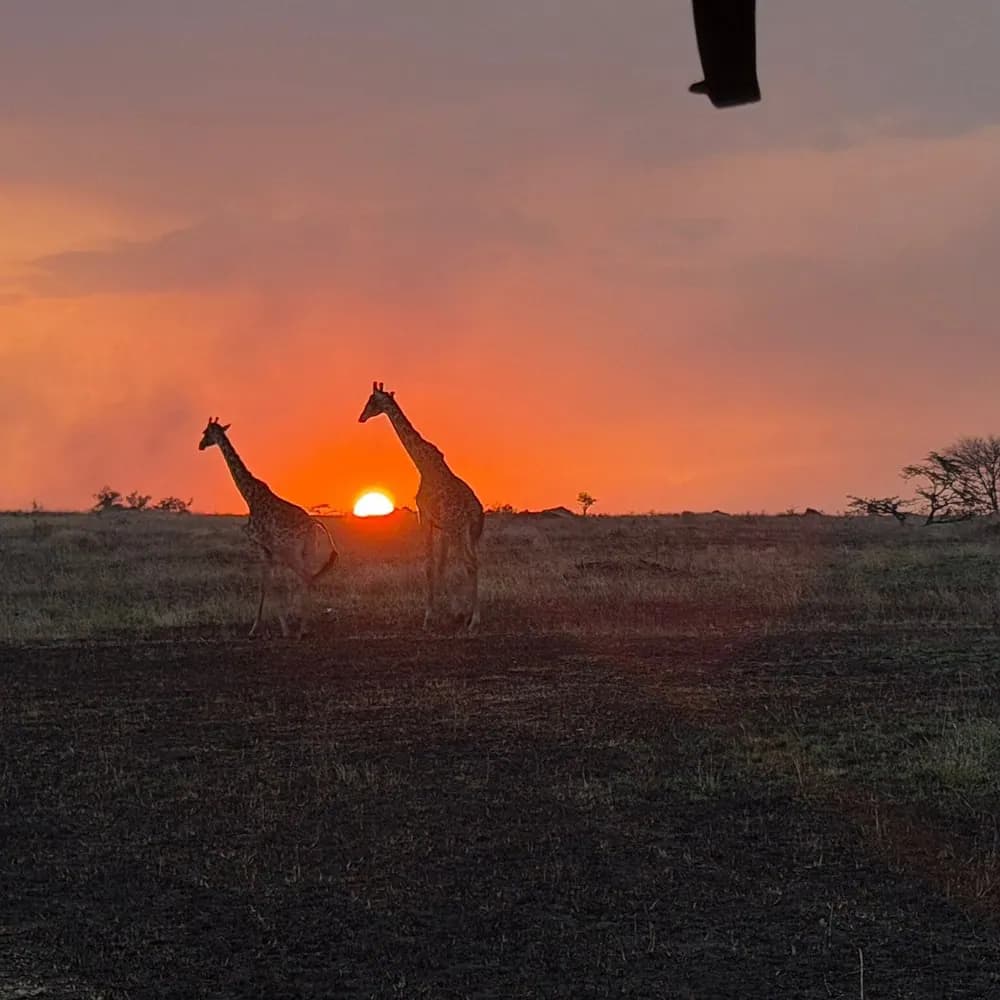 Giraffe against the sunset
