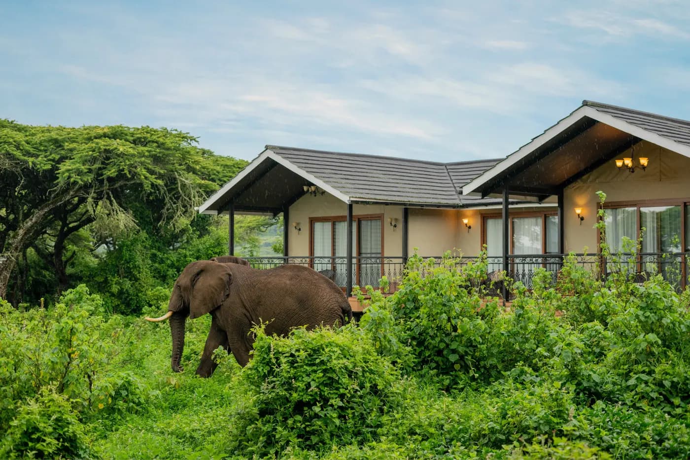 An elephant below the family suite