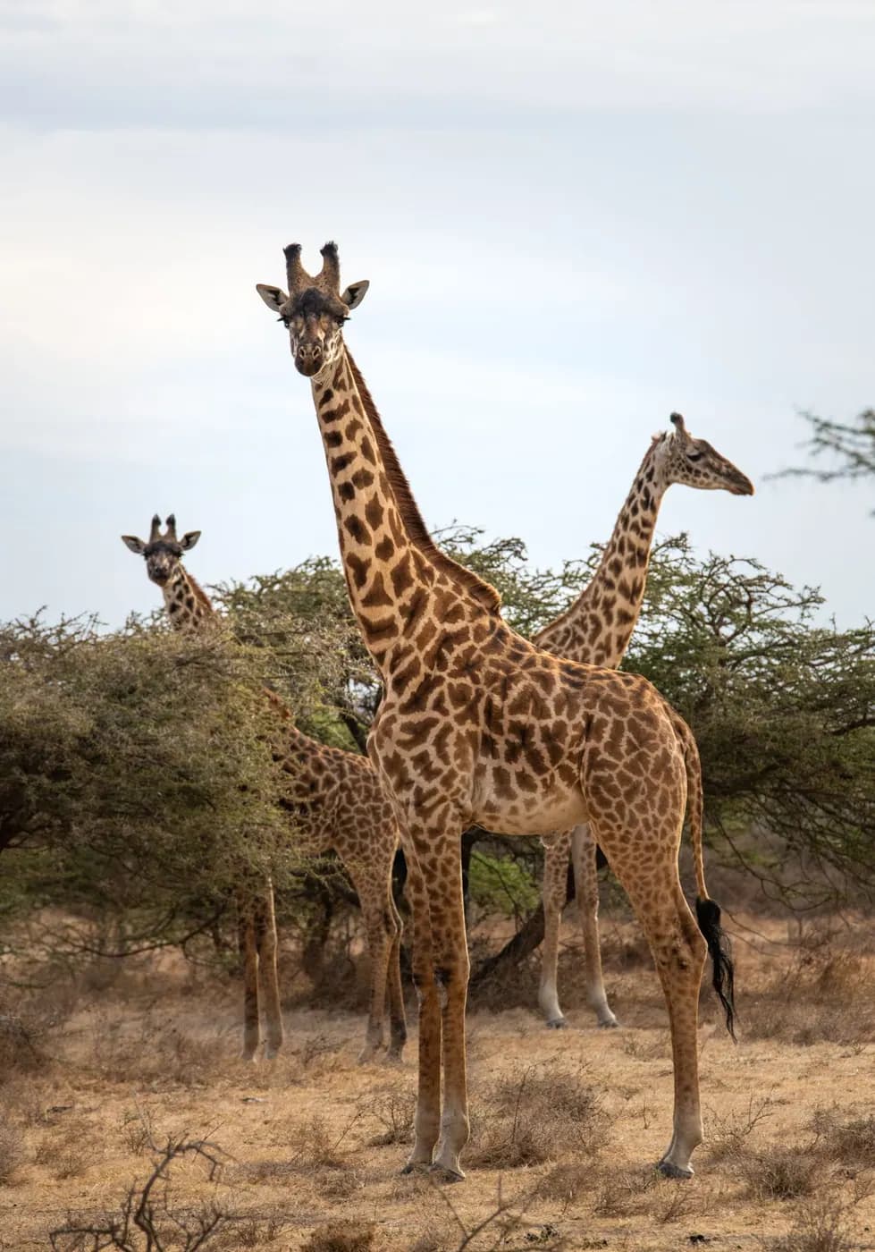 Giraffes in the bush below the lodge