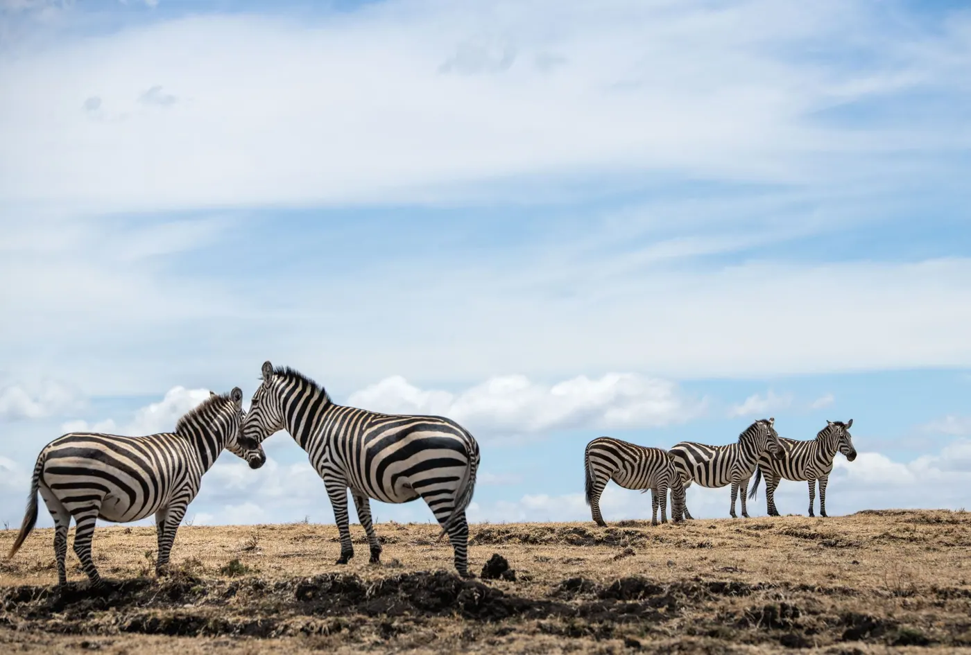 Zebras at the lake shore