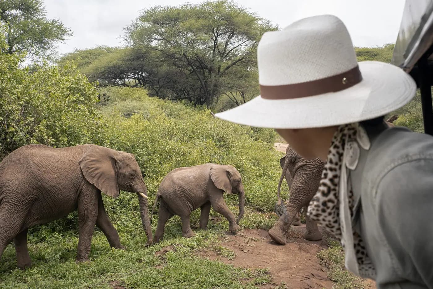 Watching elephants on a game drive