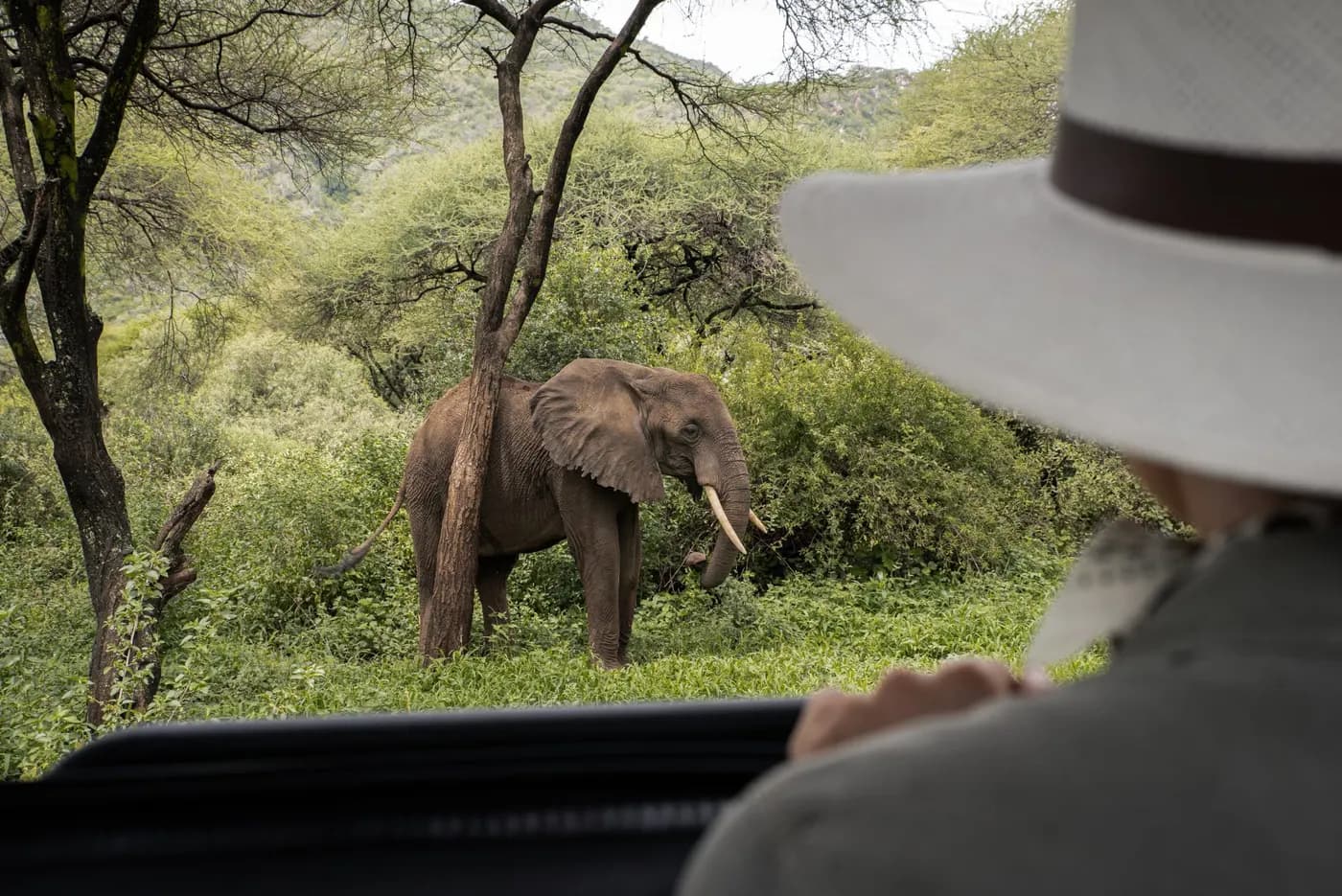 Elephant beside the game-drive track
