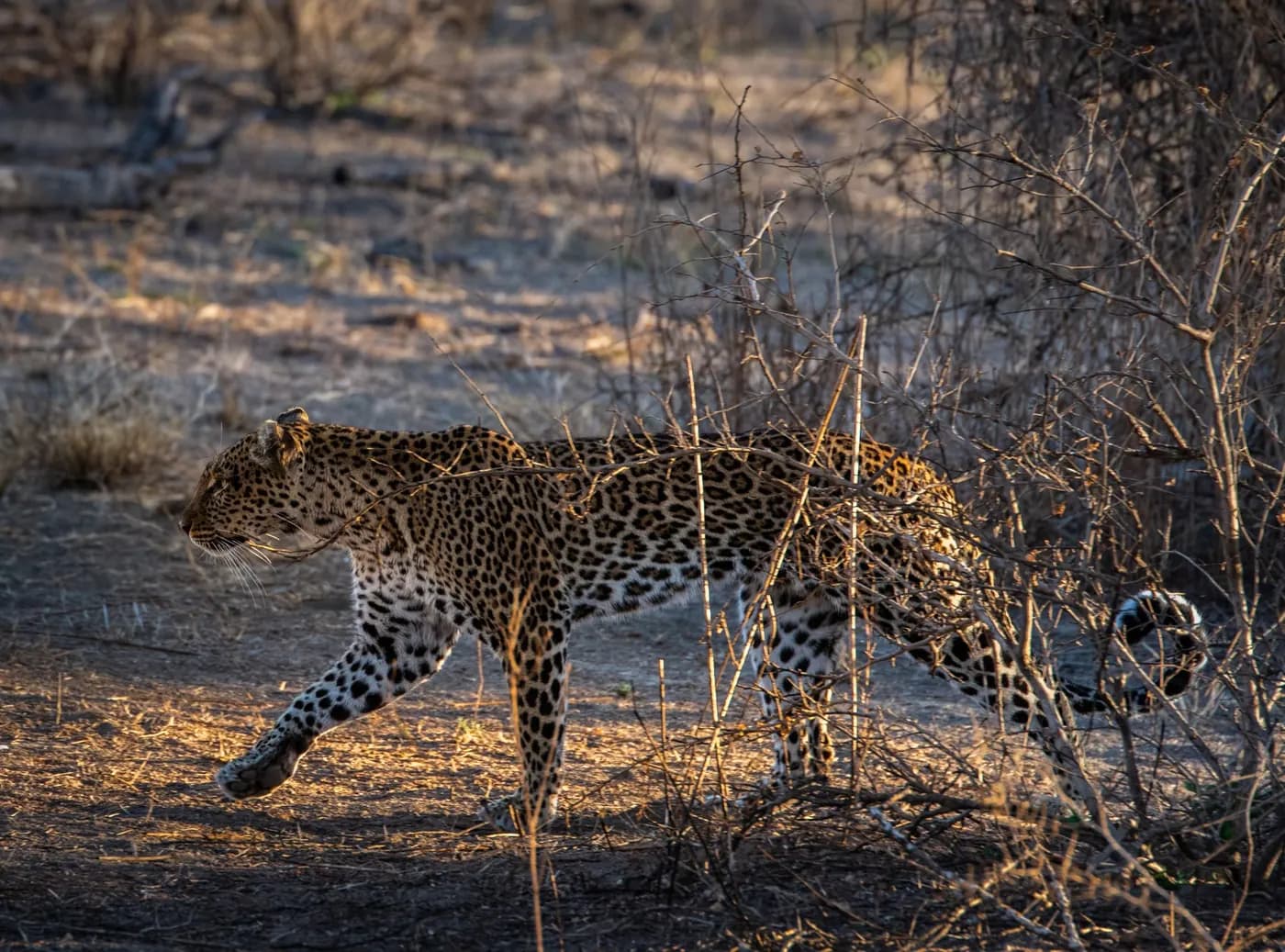Leopard on the move