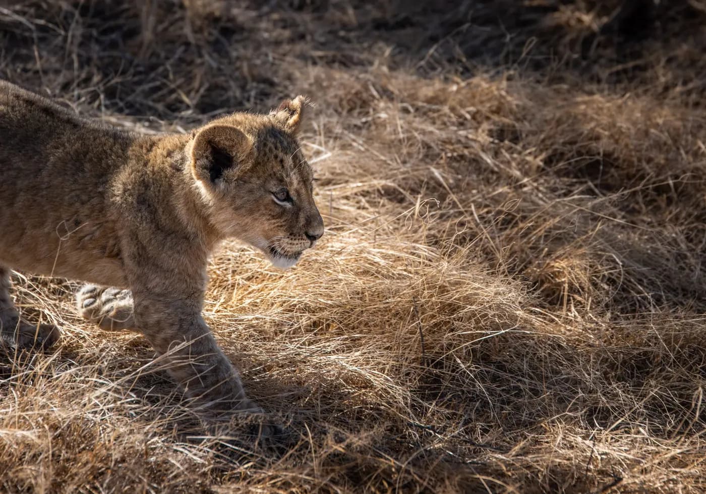 Lion cub in the grass