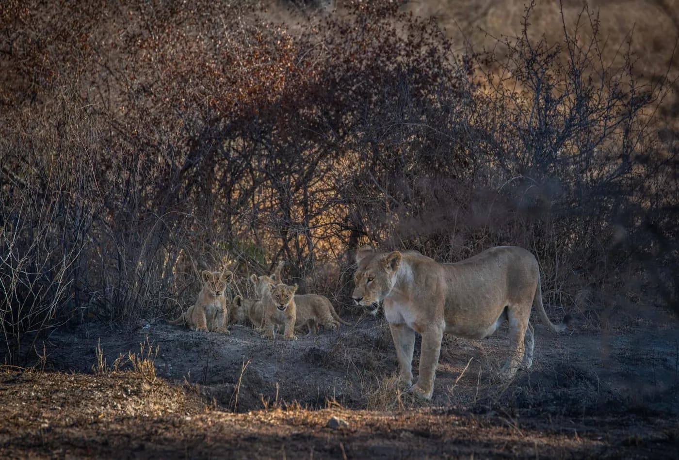 Lions resting in the bush