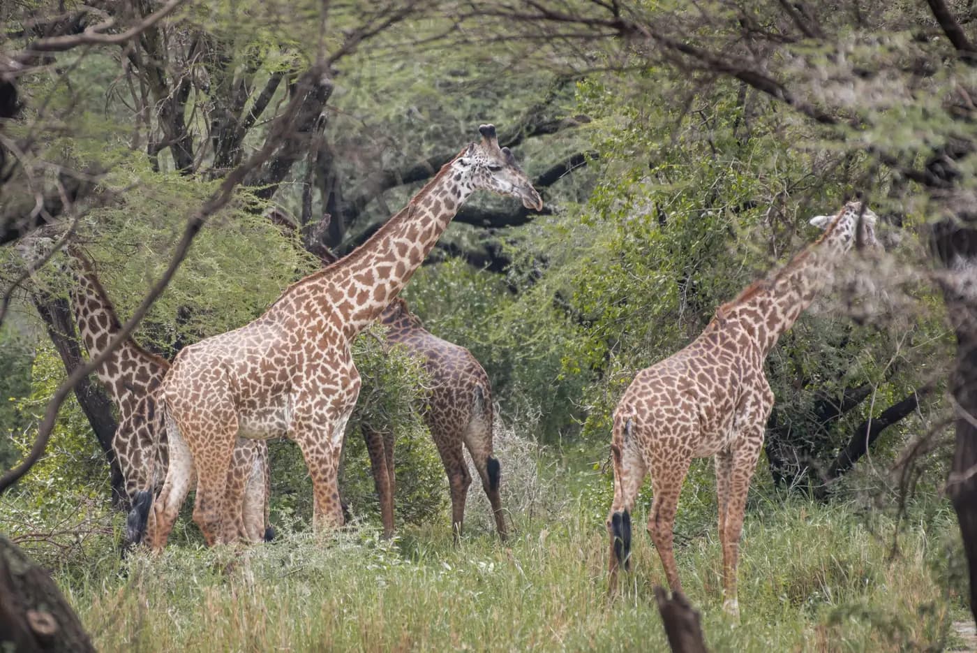 Giraffe among the acacias