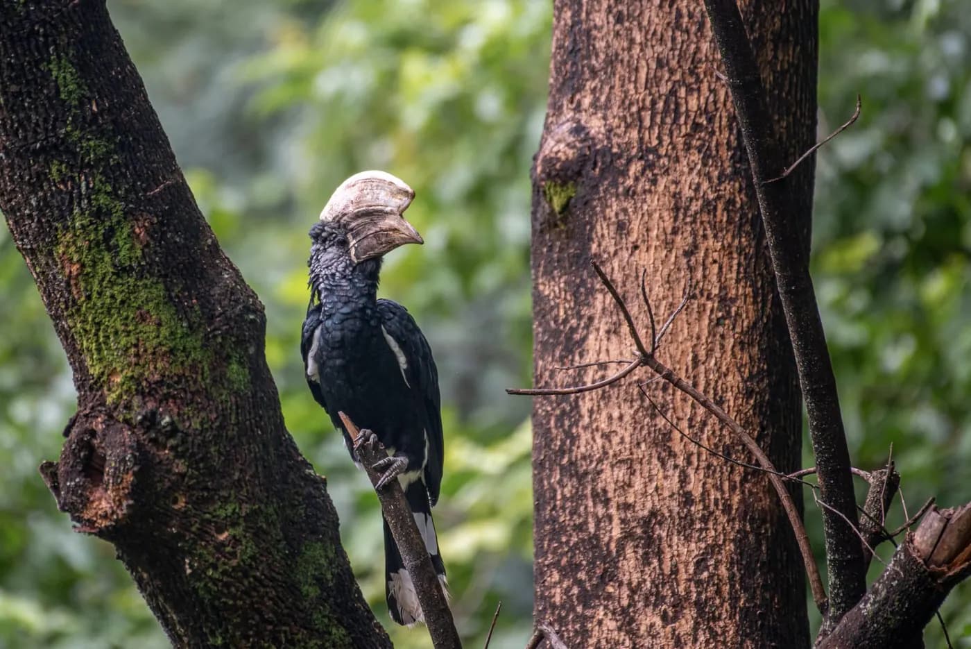 Hornbill on a tree trunk