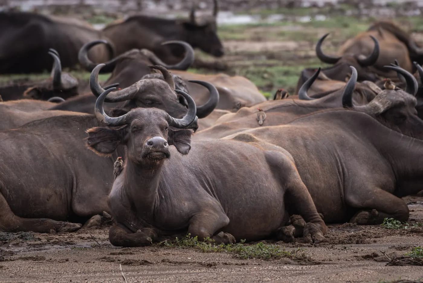 Buffalo herd resting