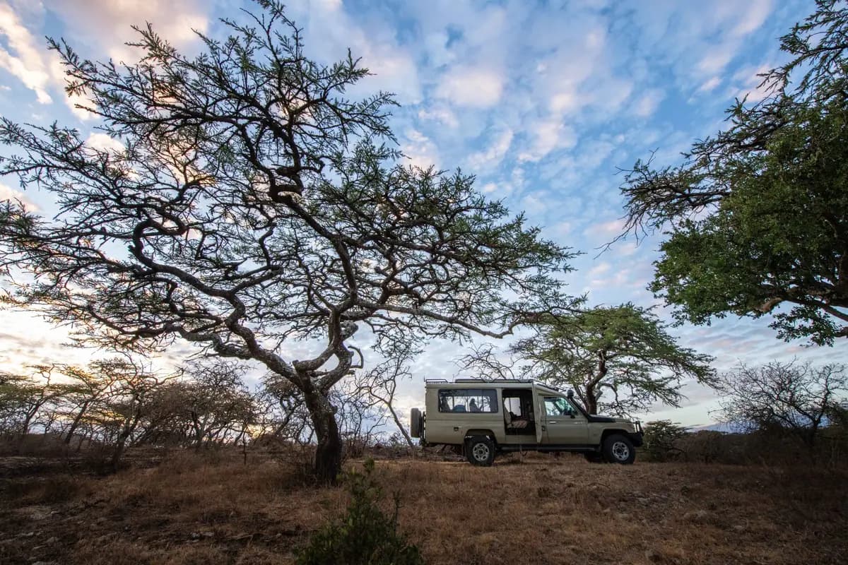Game-drive vehicle among the trees