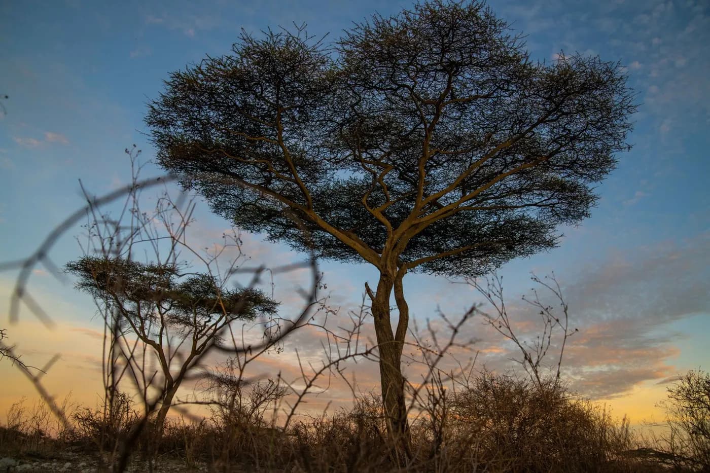 Acacia on the plain