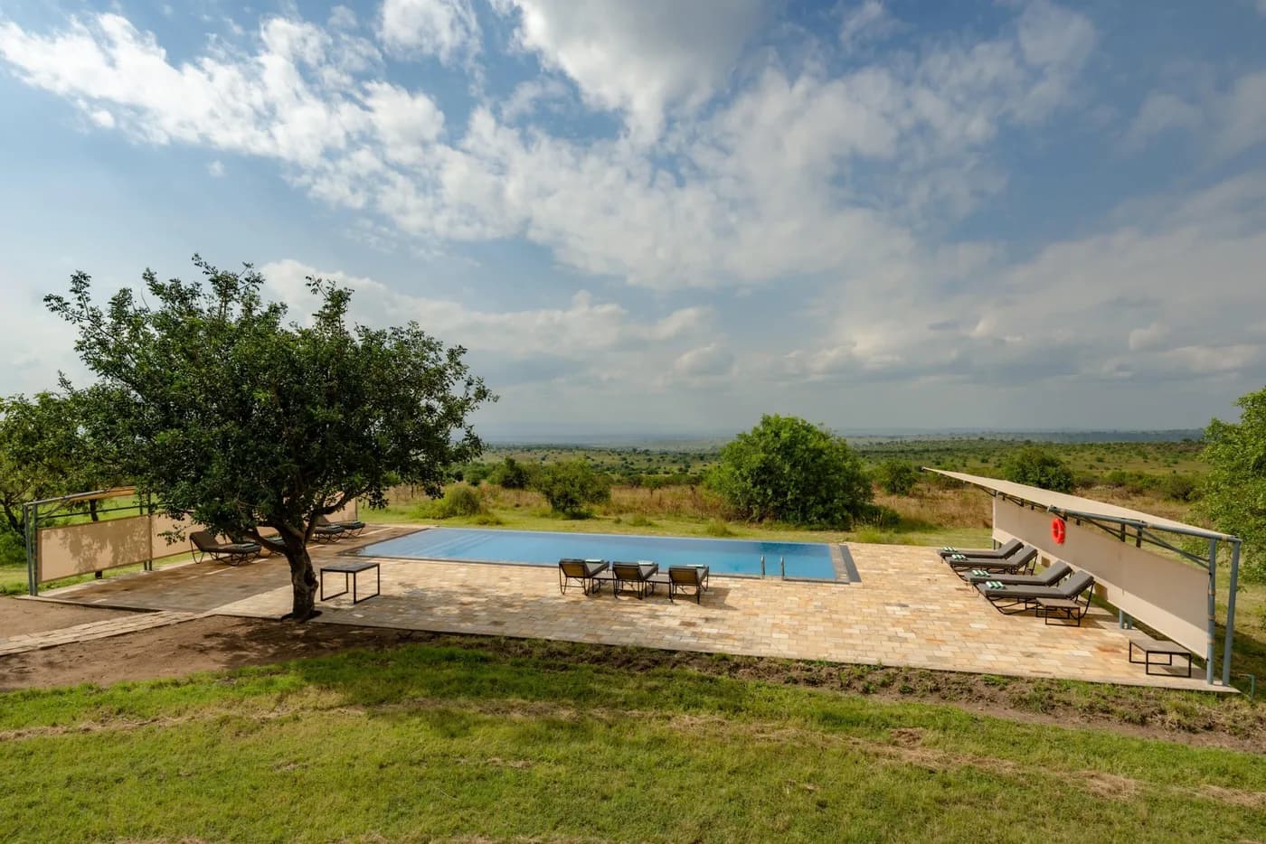 Pool and loungers by an acacia