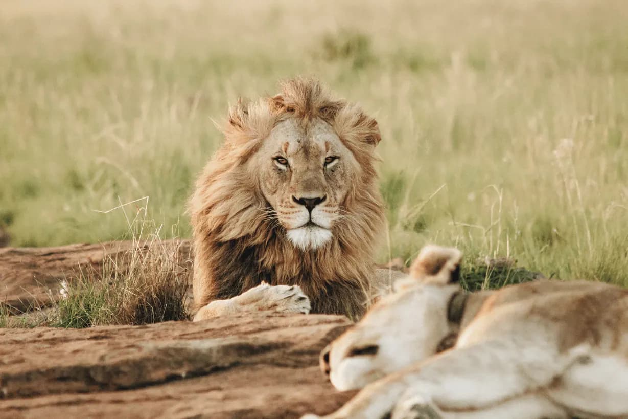 Lion resting in the grass