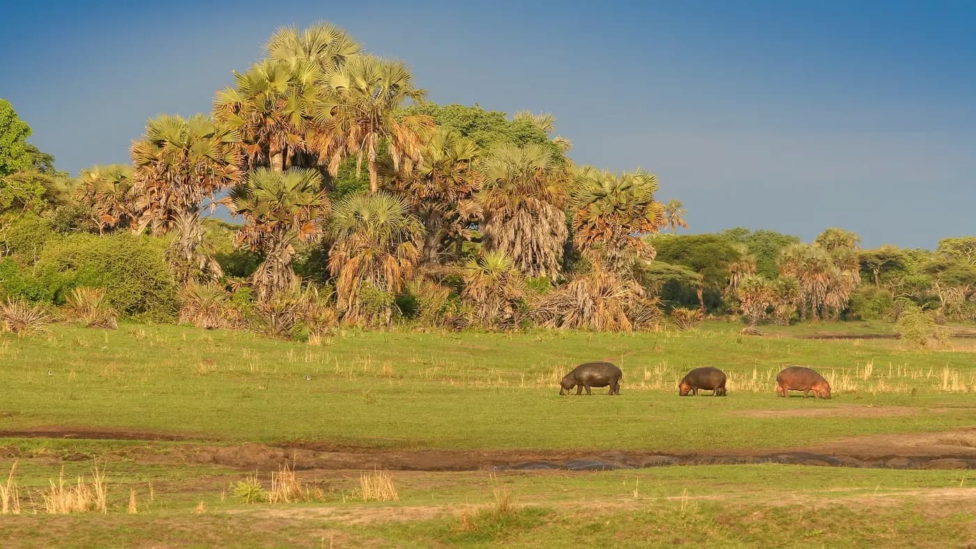 Buffalo grazing below a palm island