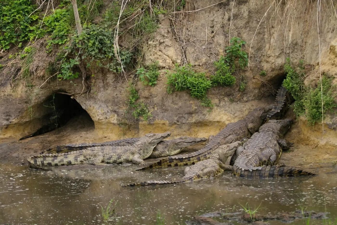 Crocodiles in a riverbank hollow