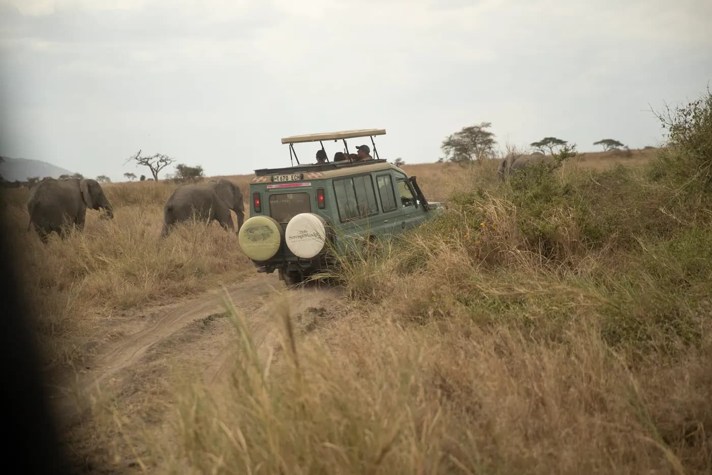 Game drive through the grass