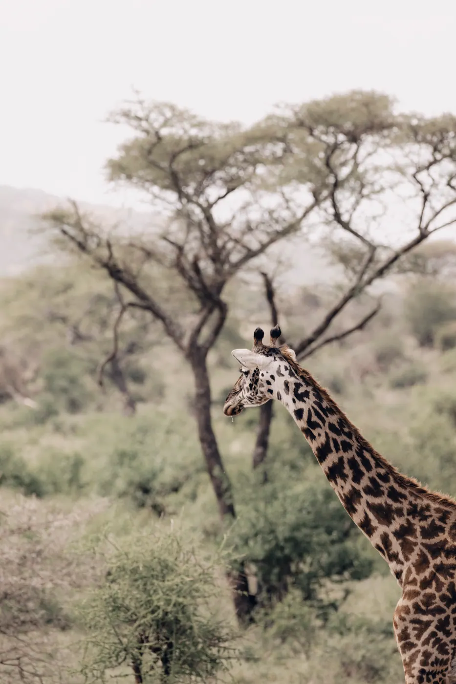 Giraffe among the trees