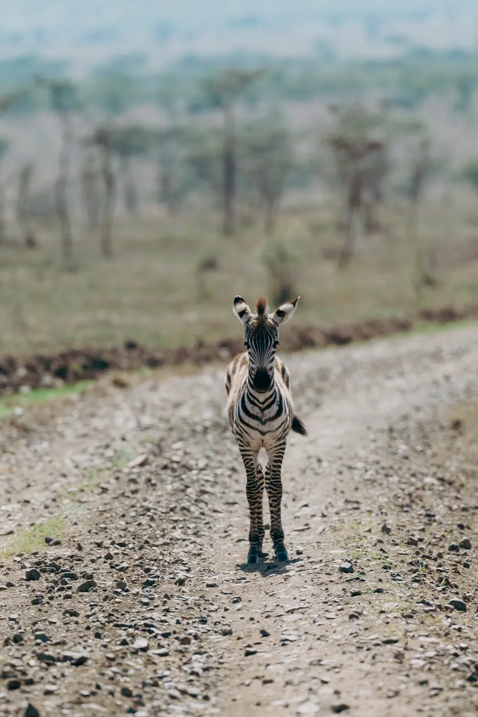 Zebra on the track