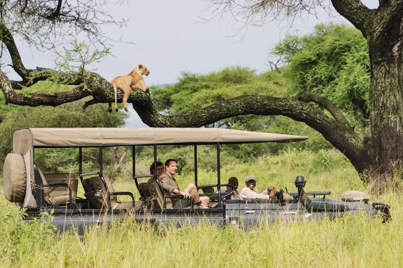 A lion above the game-drive vehicle