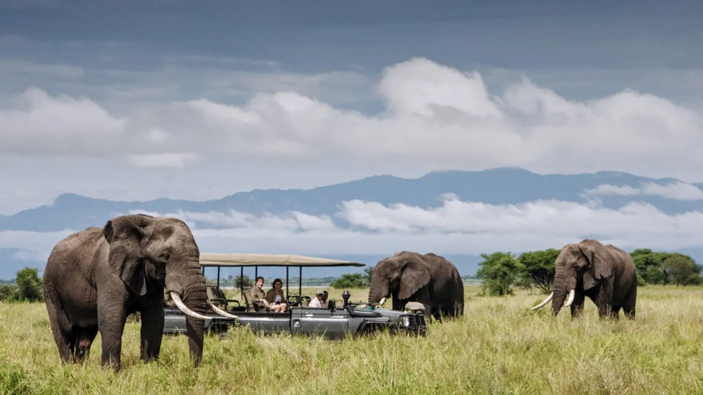 Elephants beside the vehicle