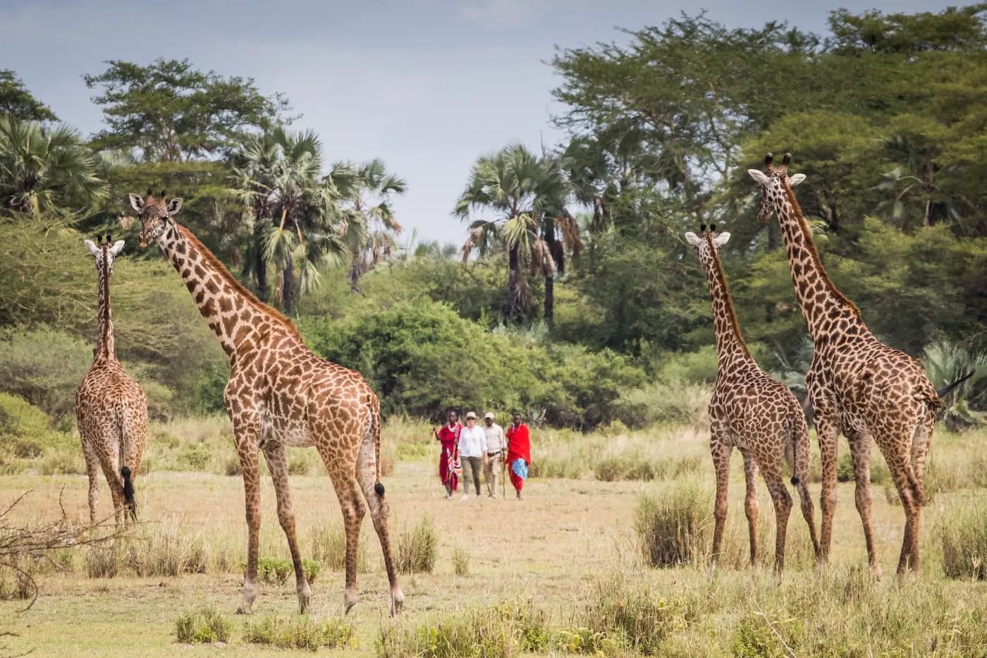 Walking among giraffe
