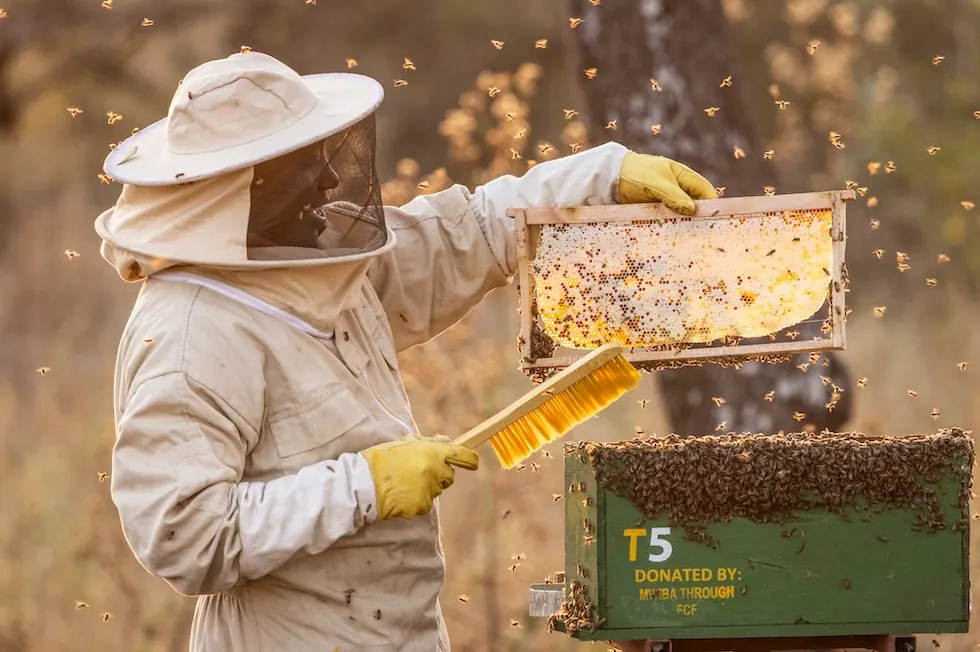 Beekeeping on the reserve