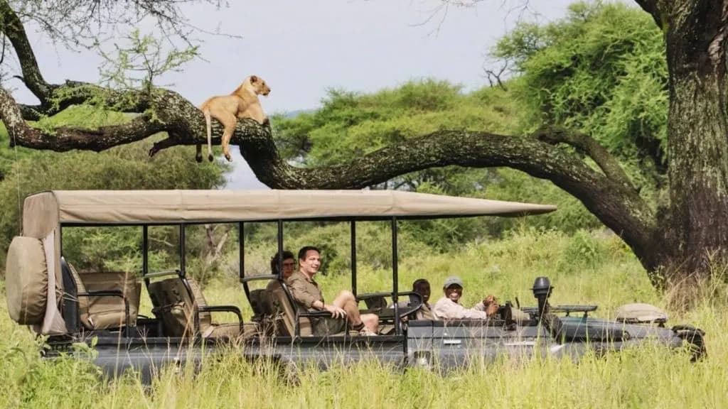 Lion on a branch above the vehicle