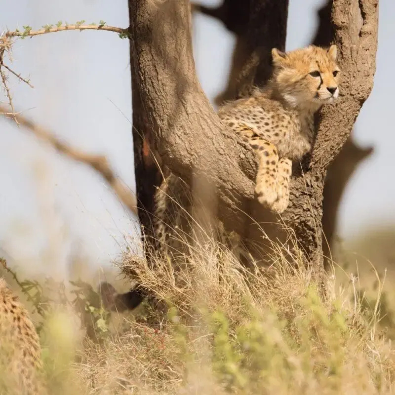 Cheetah resting in a tree