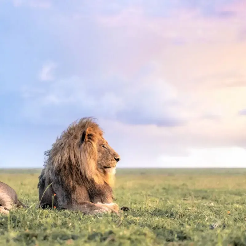 Lion on the plains