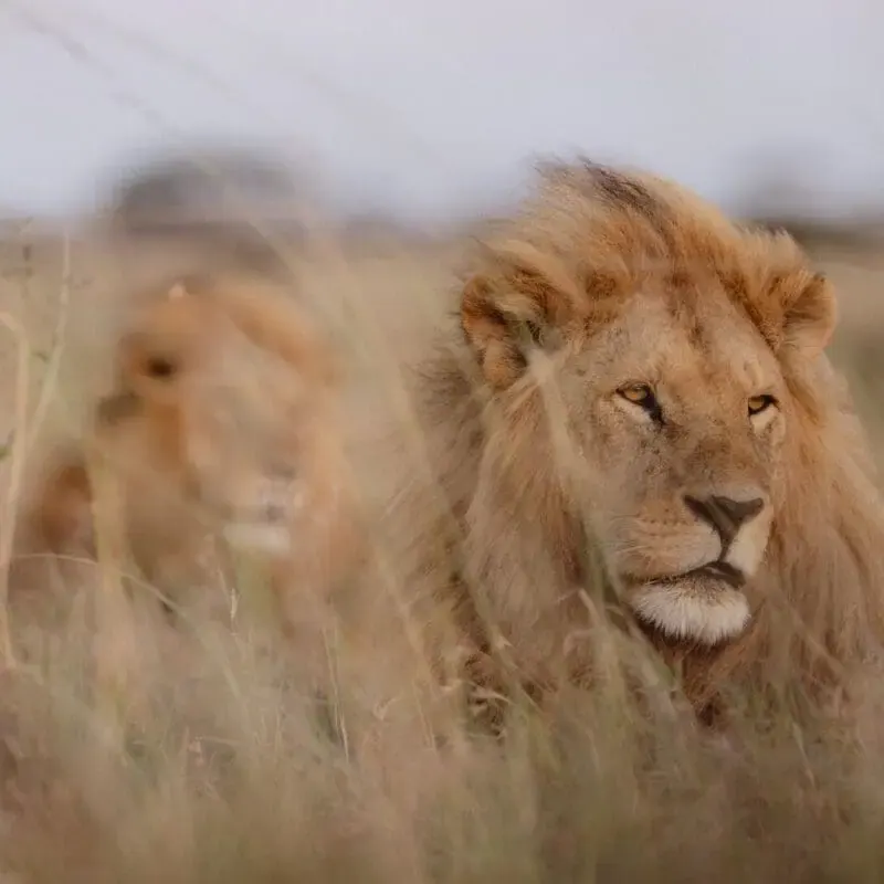 Lions in the grass