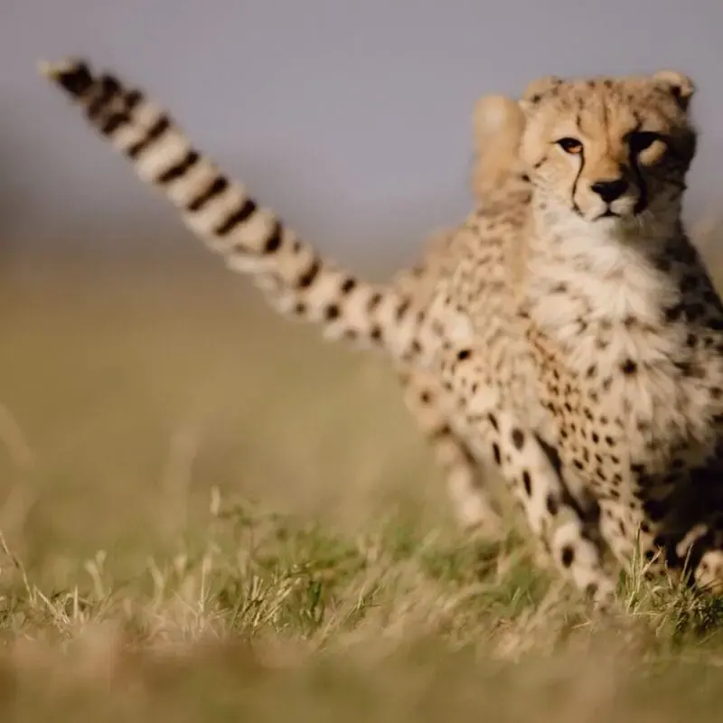 Cheetah in the grass