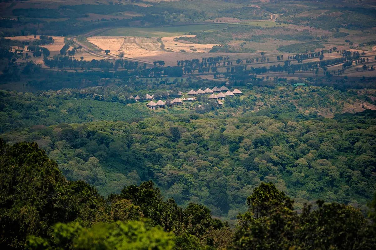 The highland forest