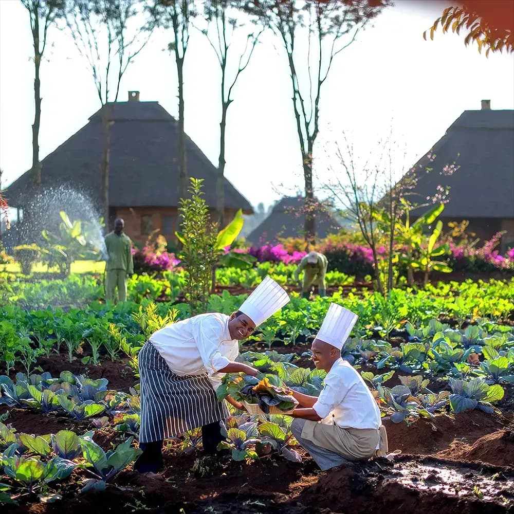 Chefs in the kitchen garden