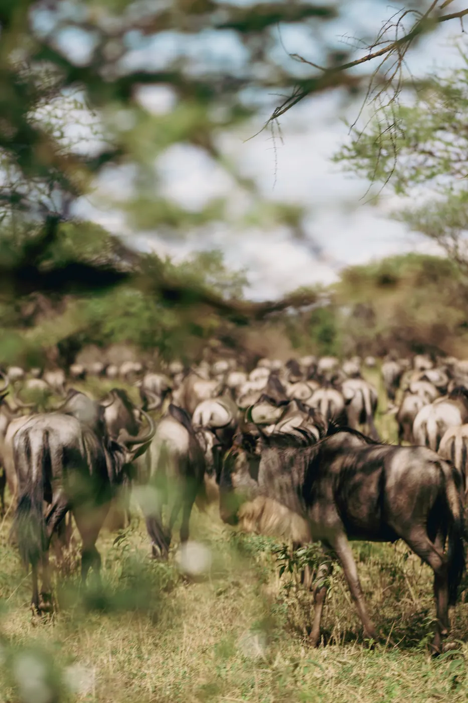 Wildebeest herd through the branches