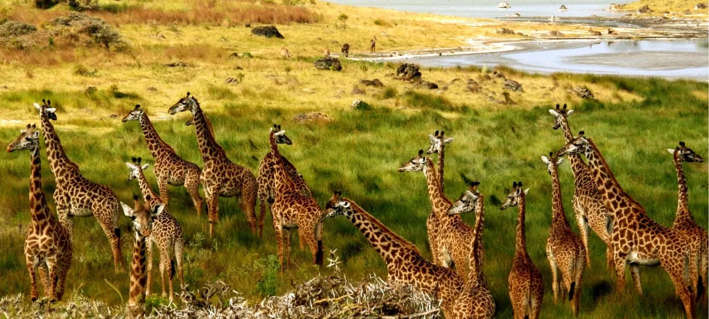 Giraffe on the plains