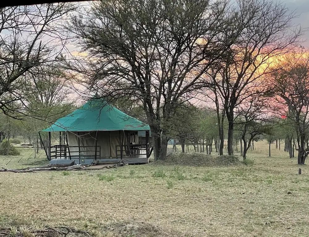 Tent among the trees